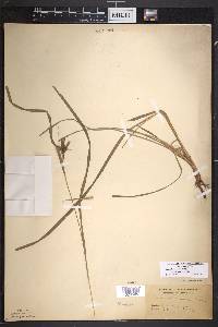 Carex intumescens var. fernaldii image