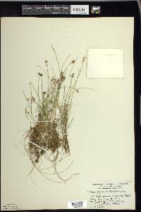 Carex gynocrates image