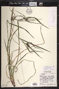 Carex intumescens var. fernaldii image