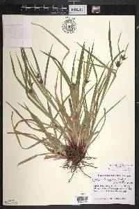 Carex intumescens var. intumescens image