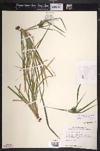 Carex intumescens var. intumescens image