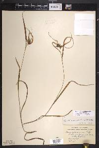 Carex intumescens var. intumescens image