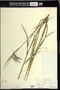 Carex gynandra image