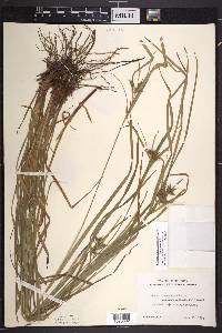 Carex intumescens var. intumescens image