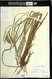 Carex gynandra image