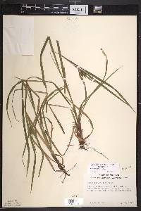 Carex intumescens var. fernaldii image