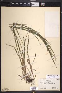 Carex intumescens var. intumescens image