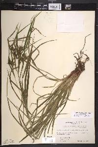 Carex intumescens var. intumescens image