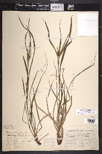 Carex intumescens var. intumescens image