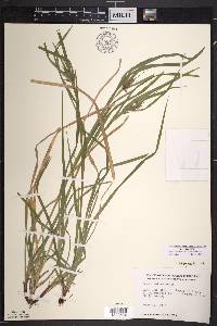 Carex intumescens var. intumescens image