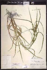 Carex intumescens var. intumescens image