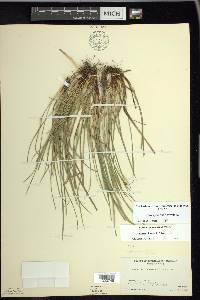 Carex jamesii image