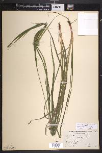 Carex intumescens var. intumescens image