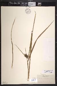 Carex intumescens var. intumescens image