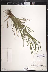 Carex intumescens var. intumescens image