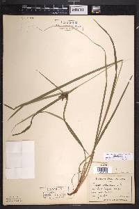 Carex intumescens var. intumescens image