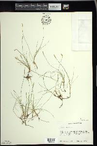 Carex gynocrates image