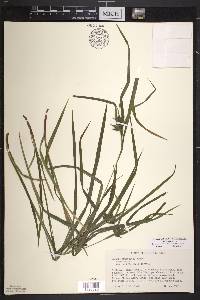 Carex intumescens var. intumescens image