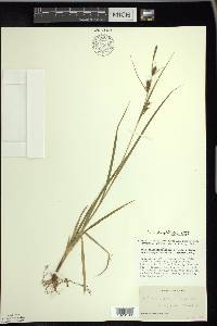 Carex houghtoniana image