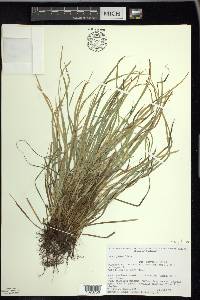 Carex jamesii image