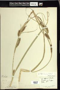 Carex hyalinolepis image