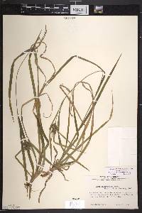 Carex intumescens var. intumescens image