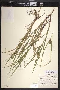 Carex intumescens var. intumescens image