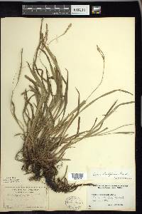 Carex hirtifolia image