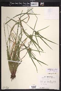 Carex intumescens var. intumescens image