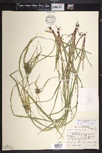 Carex intumescens var. intumescens image