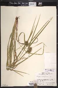 Carex intumescens var. intumescens image