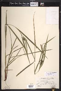 Carex intumescens var. fernaldii image