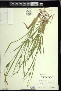 Carex houghtoniana image