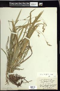 Carex hirtifolia image