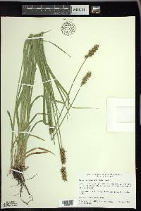 Carex laevivaginata image