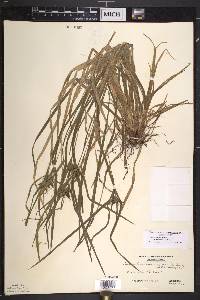 Carex intumescens var. fernaldii image