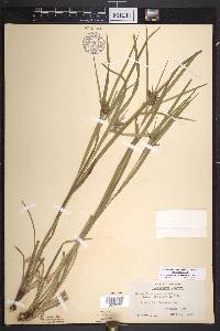 Carex intumescens var. intumescens image