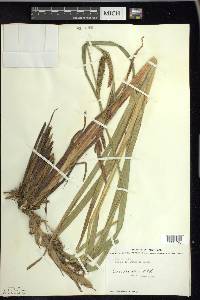 Carex lacustris image