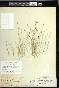 Carex gynocrates image