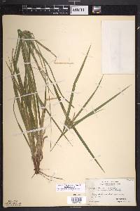 Carex intumescens var. intumescens image