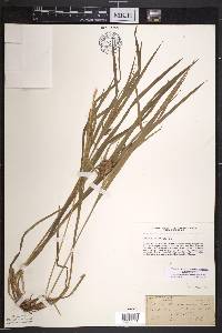 Carex intumescens var. intumescens image