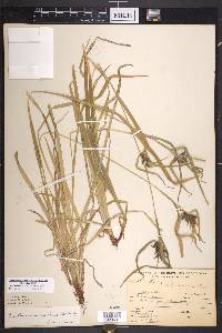 Carex intumescens var. intumescens image