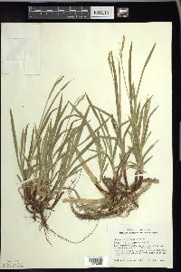 Carex hirtifolia image