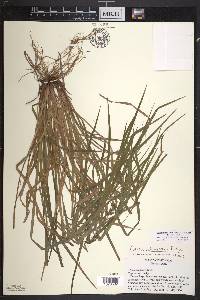 Carex intumescens var. intumescens image