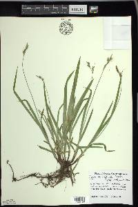 Carex hirtifolia image