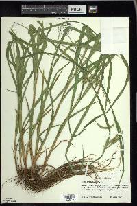 Carex gynandra image