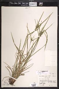 Carex intumescens var. fernaldii image