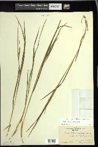 Carex hitchcockiana image