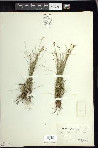 Carex gynocrates image