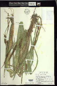 Carex hyalinolepis image